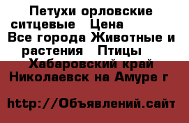 Петухи орловские ситцевые › Цена ­ 1 000 - Все города Животные и растения » Птицы   . Хабаровский край,Николаевск-на-Амуре г.